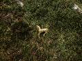 Chevalier Gold Pendant on moss